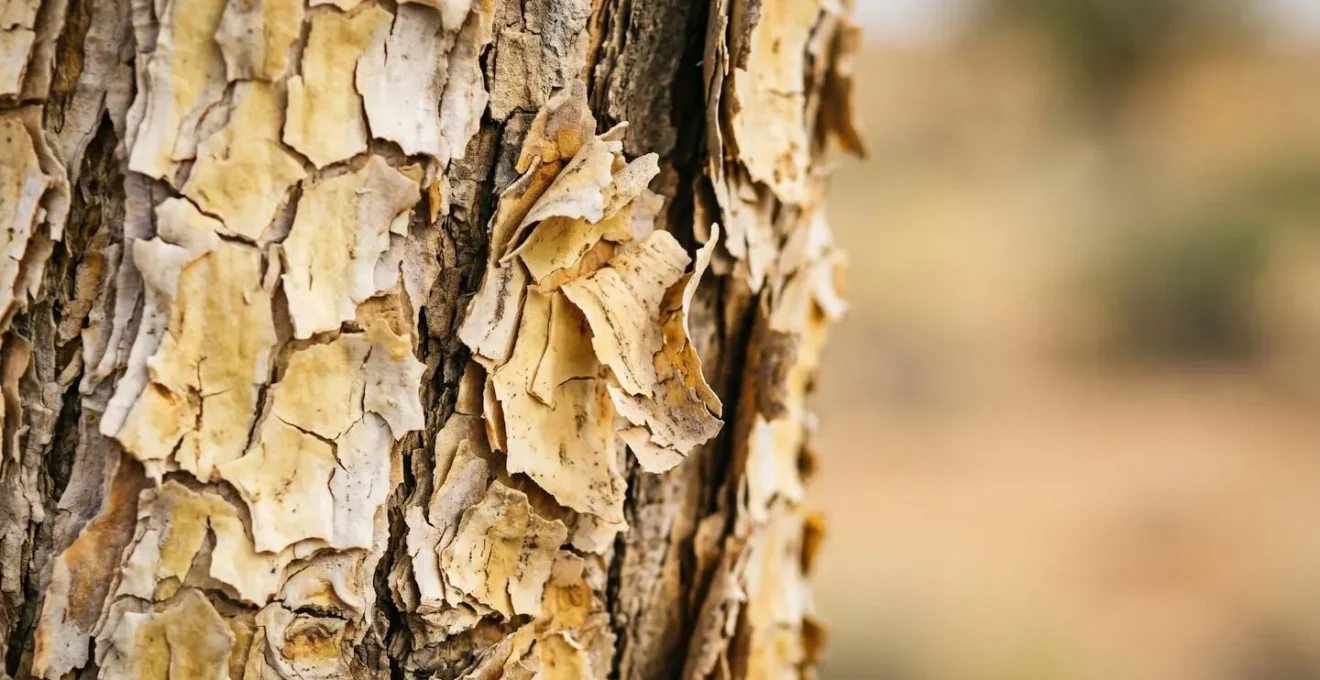 Détails botaniques macro d'un arbre du désert namibien révélant les caractéristiques d'identification uniques