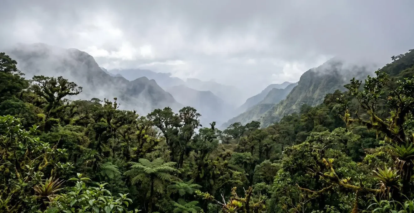 Paysage de forêt de nuages en altitude en Amérique centrale, végétation luxuriante sous ciel partiellement dégagé