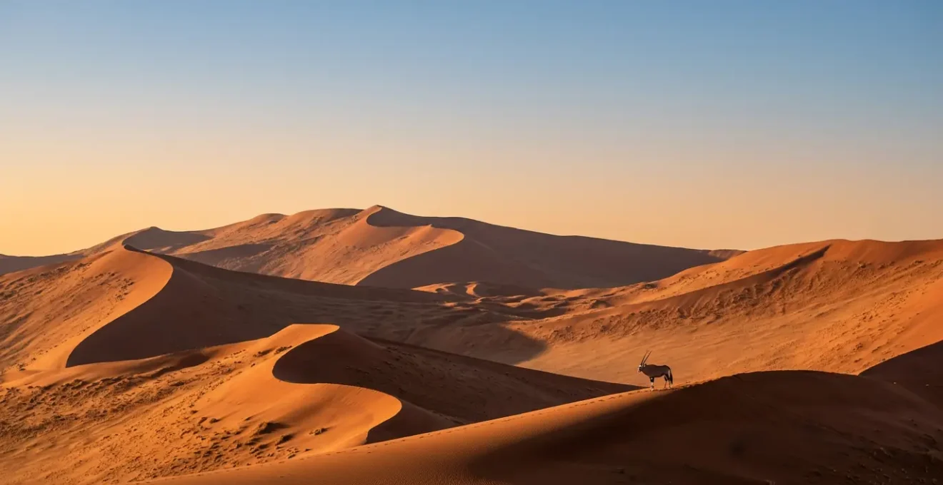 Oryx antelope silhouetted against vast Namib desert dunes at golden hour