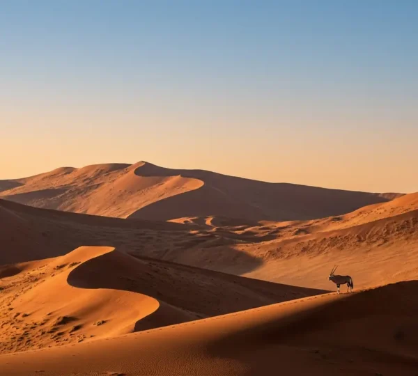Oryx antelope silhouetted against vast Namib desert dunes at golden hour