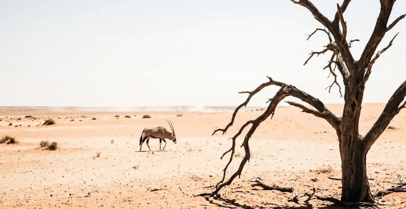 Oryx intégré dans un vaste paysage désertique avec un acacia mort créant un cadre naturel